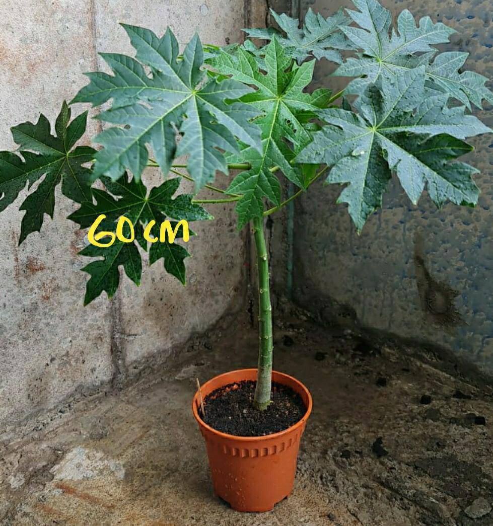 Young Hawaiian Papaya Plant (60 to 70cm tall), Furniture & Home Living