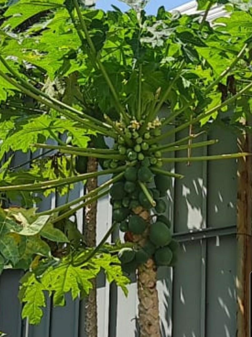 Young Hawaiian Papaya Plant (60 to 70cm tall), Furniture & Home Living