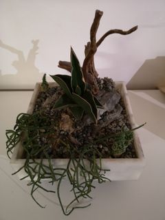 （分類：）位於 。 由 sneaker-snake 提交（商品編號 1175381060，圖片 1）。簡介： 。