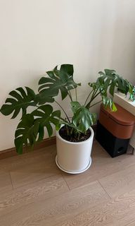 （分類：）位於 。 由 slimoz 提交（商品編號 1175372640，圖片 1）。簡介： 。