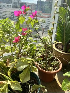 (Category: ) located in . Submitted by calathea2020 (Listing ID 1175292162, Image 1). Description: .