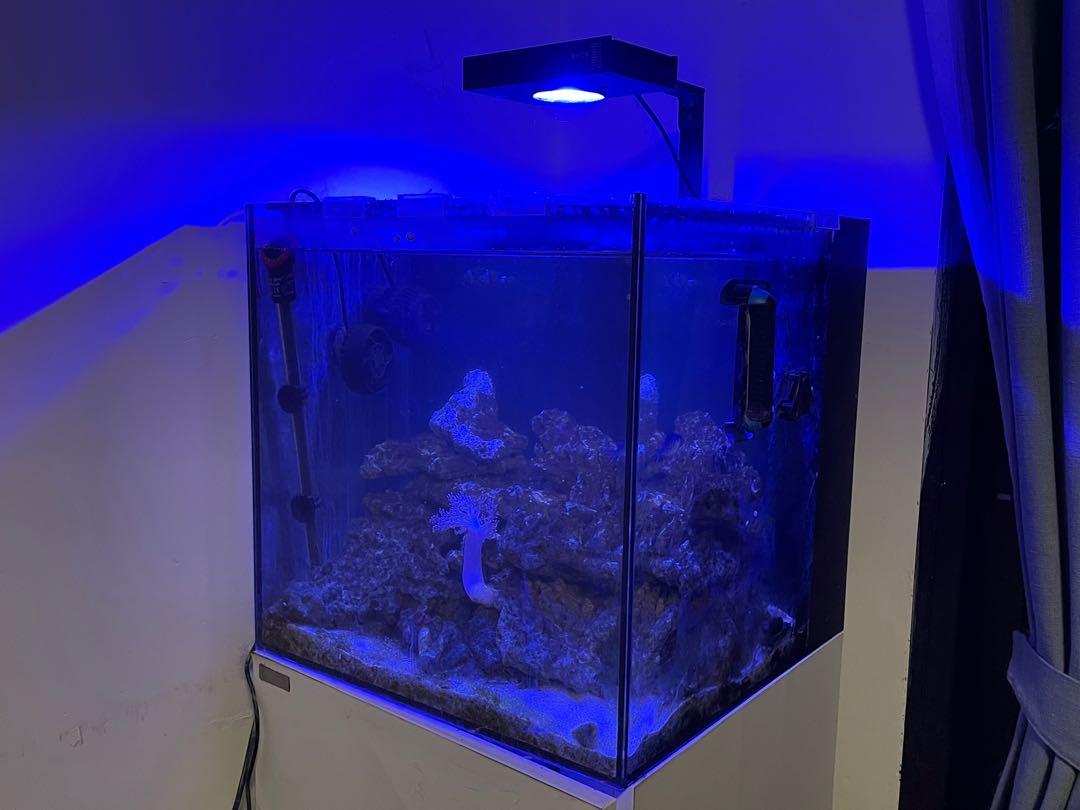 Waterbox 18吋海水魚珊瑚方缸 魚缸合新手老手 寵物用品 寵物家品及其他 Carousell