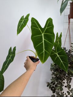 （分類：）位於 。 由 Winplants 提交（商品編號 1170275400，圖片 1）。簡介： 。