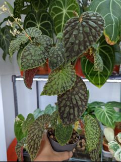 （分類：）位於 。 由 Winplants 提交（商品編號 1170273741，圖片 1）。簡介： 。