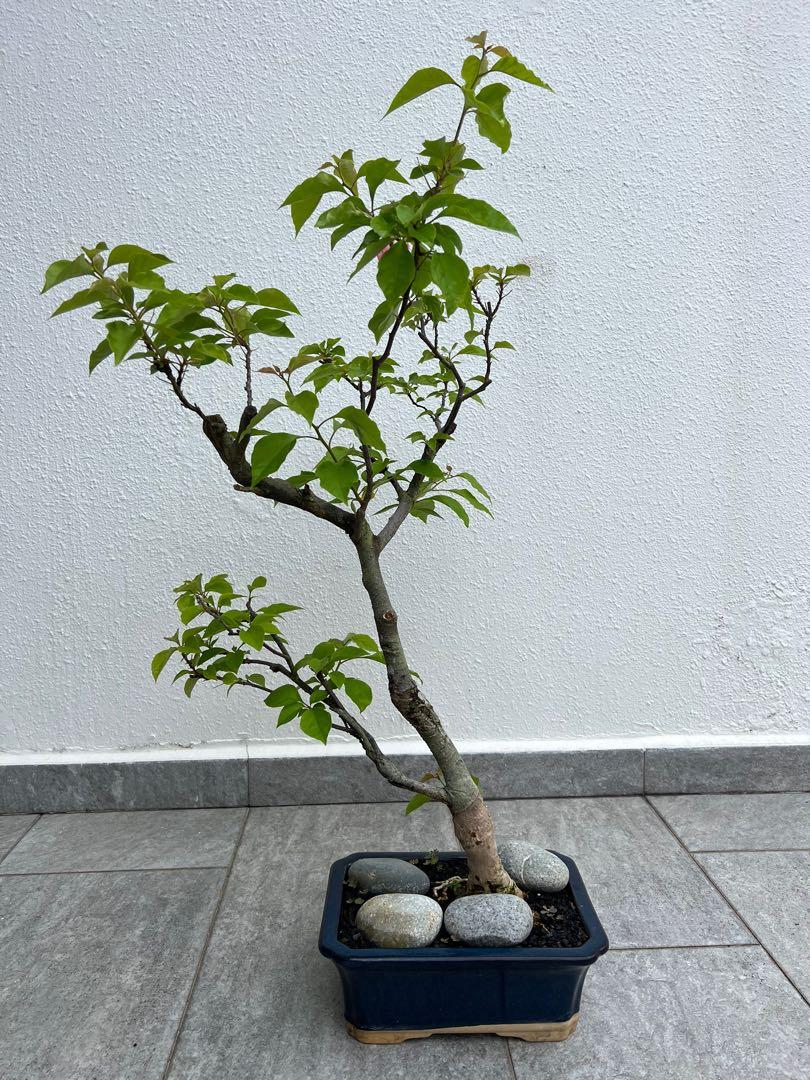 Bougainvillea bonsai, Furniture & Home Living, Gardening, Plants