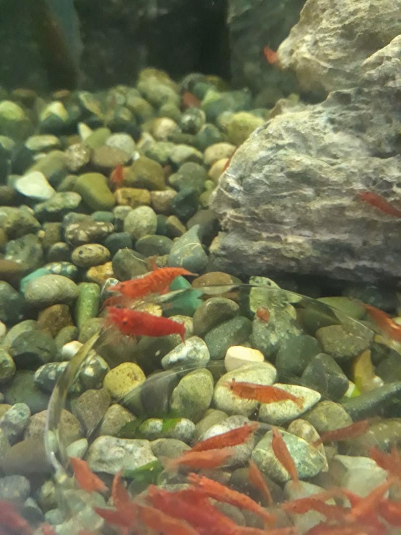 Fish tank pebbles, Pet Supplies, Homes & Other Pet Accessories on Carousell