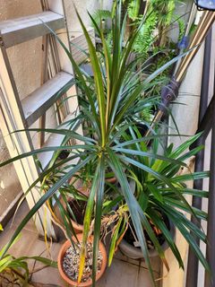 (Category: ) located in . Submitted by jackofallplants (Listing ID 1170368295, Image 1). Description: .