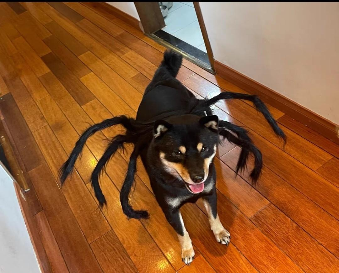 dog spider costume black