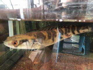 Ikan channa maru ys