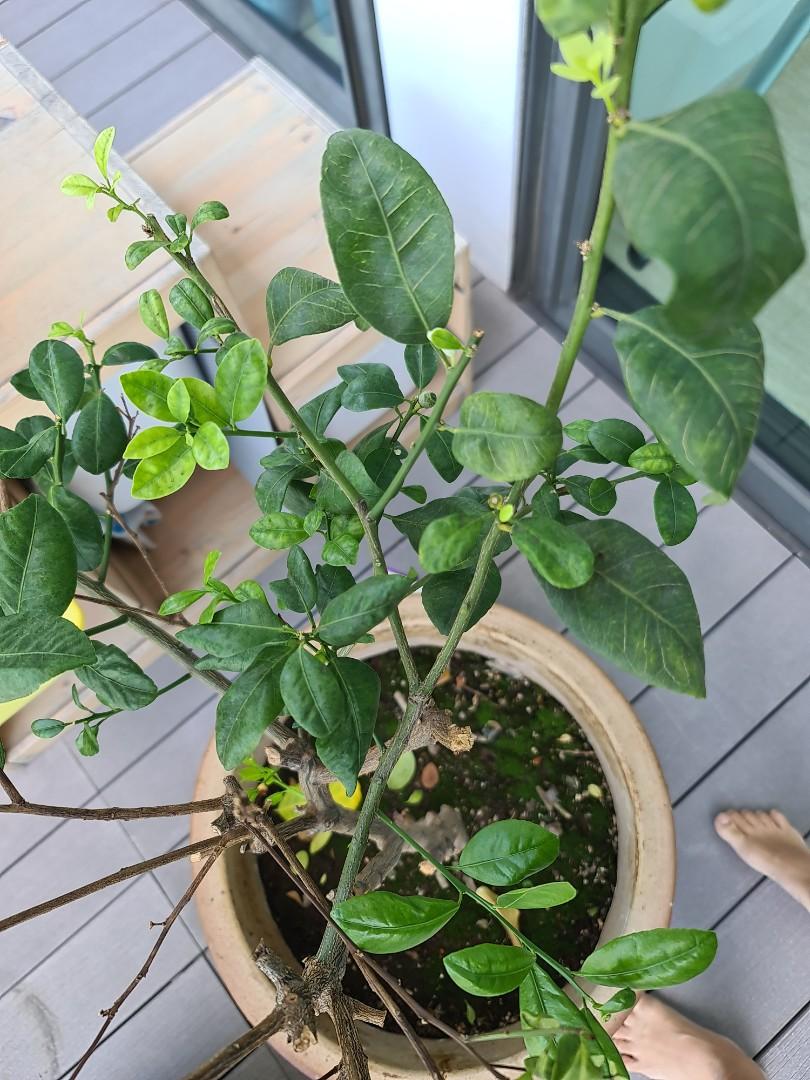 Lime tree (Category: Plants & Seeds) located in Singapore. Submitted by cyn0000 (Listing ID 1170327607, Image 1). Description: lime plant with pot.