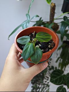 （分類：）位於 。 由 Winplants 提交（商品編號 1170274400，圖片 1）。簡介： 。