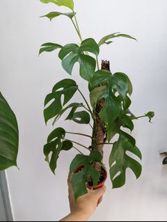 （分類：）位於 。 由 Winplants 提交（商品編號 1170274860，圖片 1）。簡介： 。