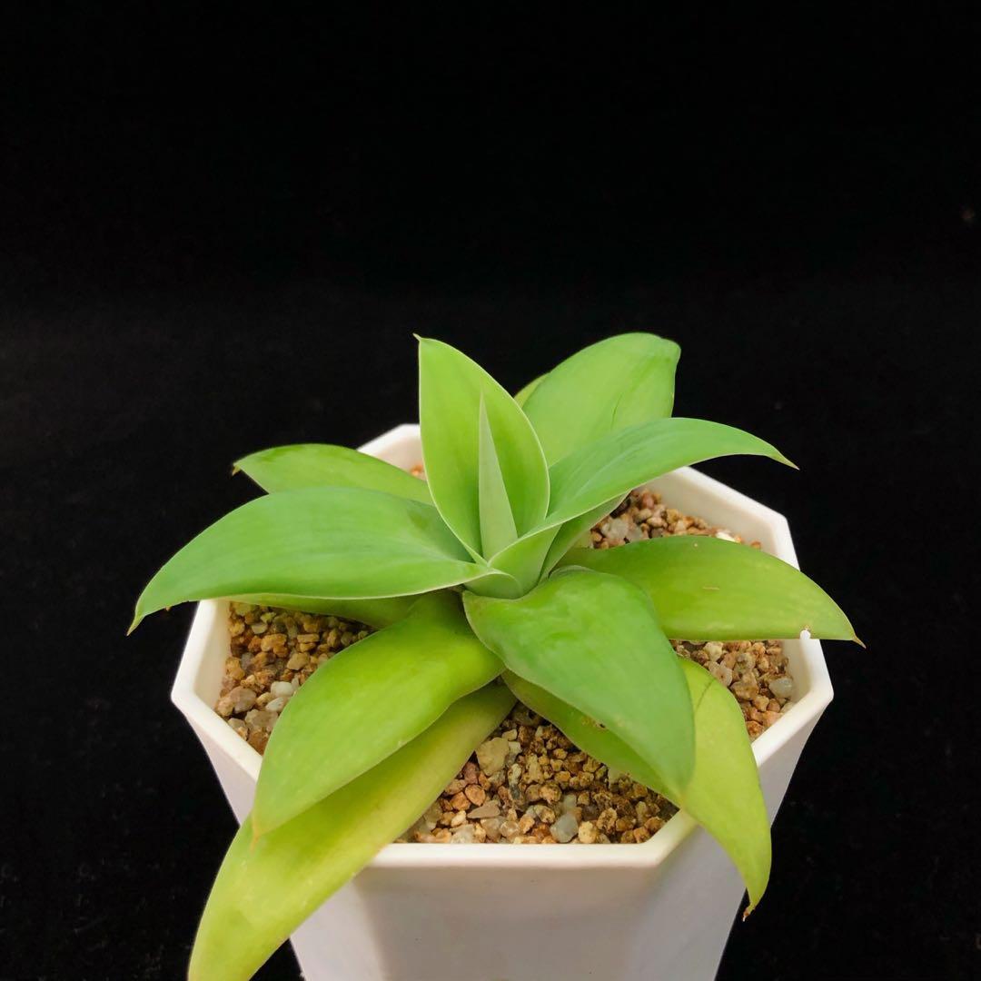 Sg1669 狐尾龍舌蘭 多肉植物小盆栽禮物 傢俬 家居 園藝 植物及種子 Carousell