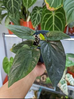 （分類：）位於 。 由 Winplants 提交（商品編號 1170272824，圖片 1）。簡介： 。