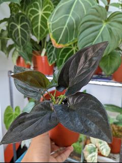 （分類：）位於 。 由 Winplants 提交（商品編號 1170273047，圖片 1）。簡介： 。