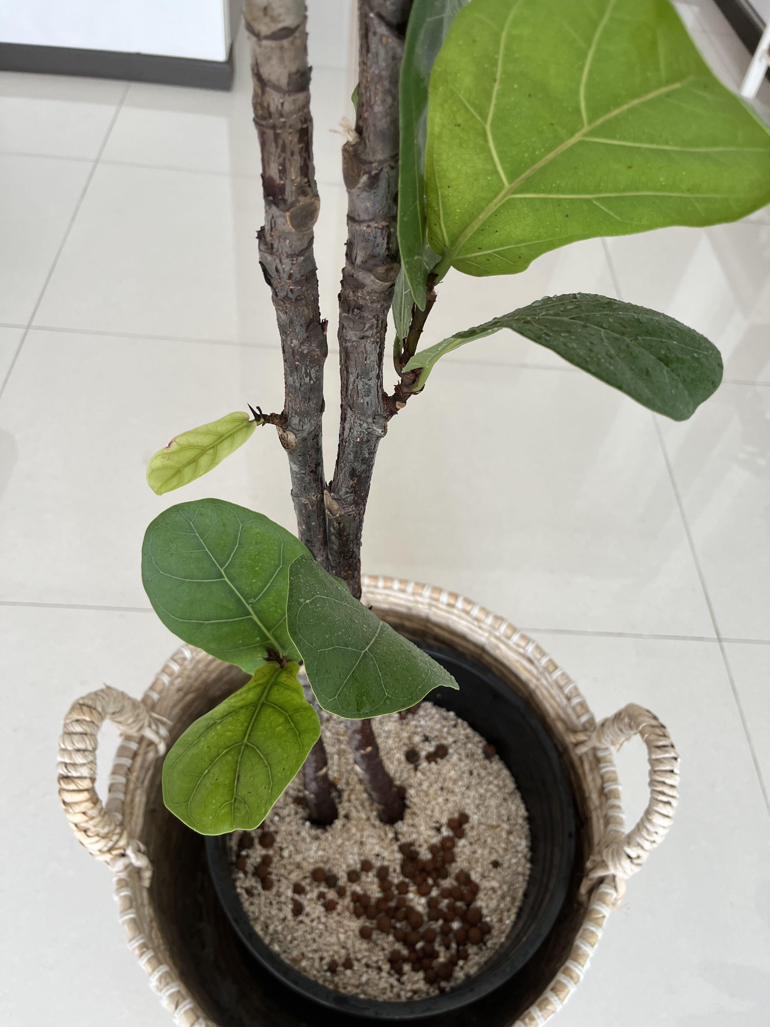 Tall / Extra Large Fiddleleaf fig tree, Furniture & Home Living