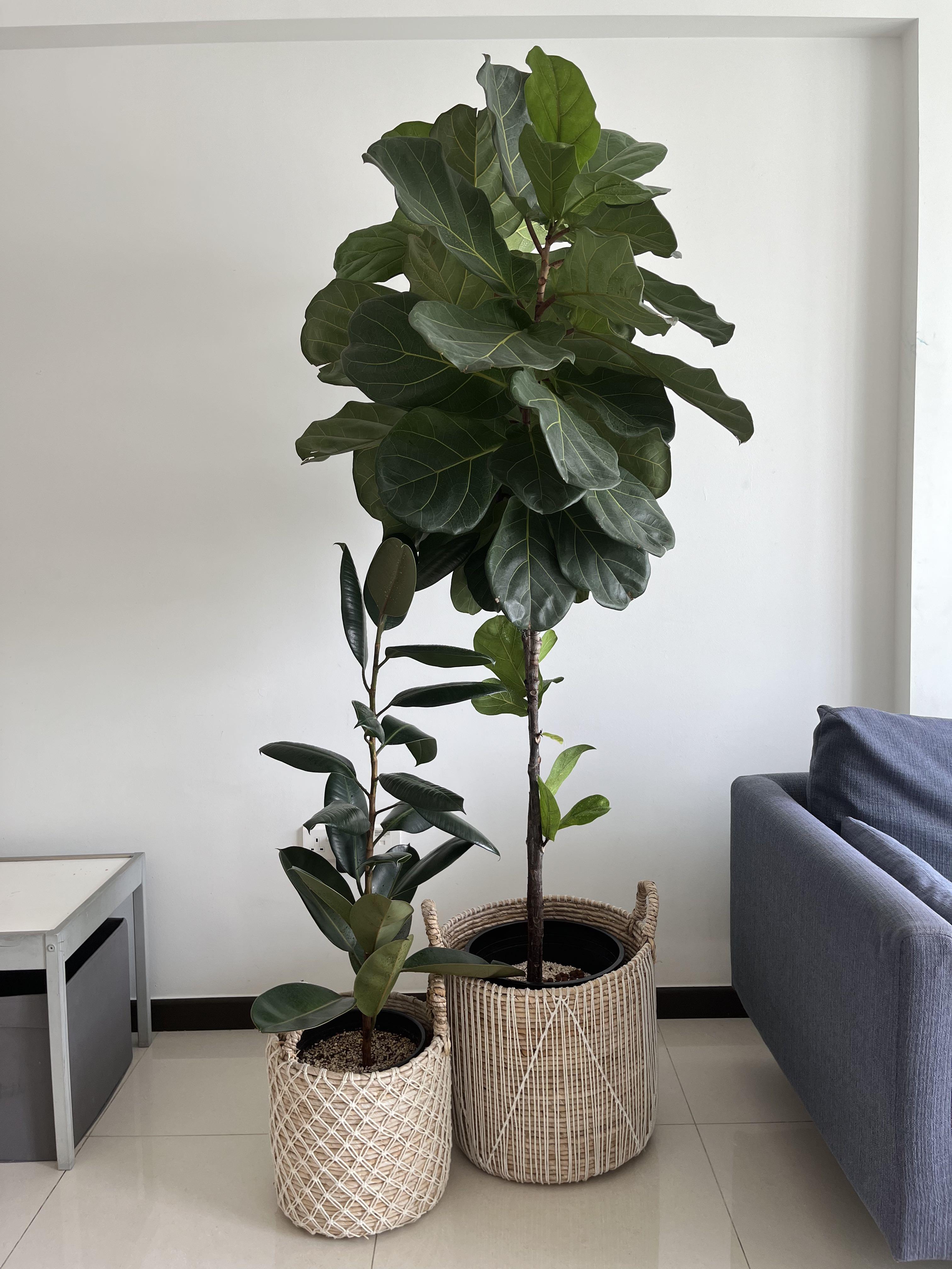 Tall / Extra Large Fiddleleaf fig tree, Furniture & Home Living
