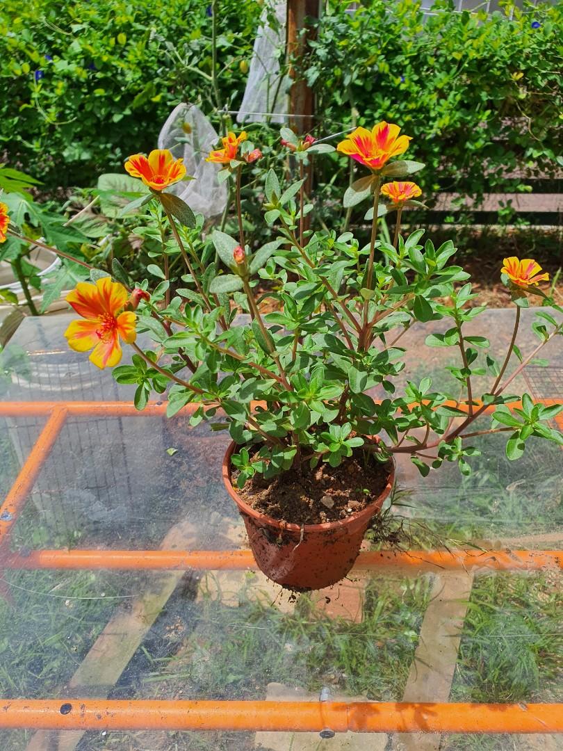 9 to 3 flowering plants for sale, Furniture & Home Living, Gardening