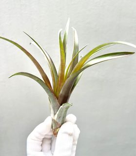 (Category: ) located in . Submitted by epiphytes (Listing ID 1175454530, Image 1). Description: .