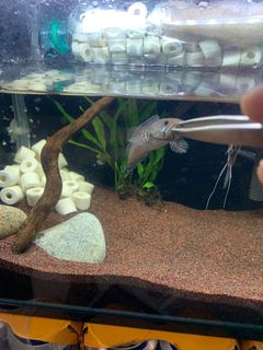 (Category: ) located in . Submitted by csk9209 (Listing ID 1174021621, Image 1). Description: .
