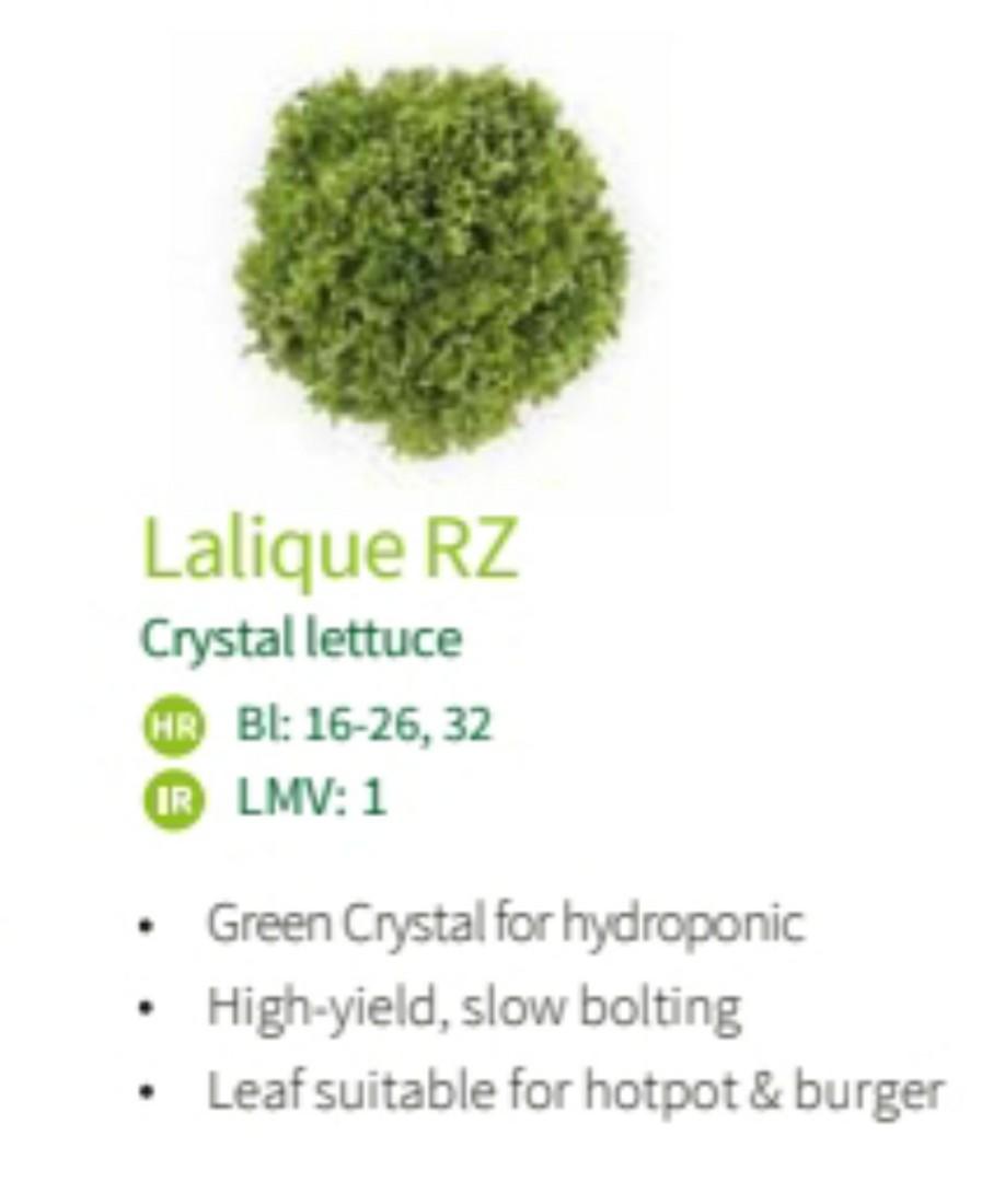 Lalique ( Crystal Lettuce ), Furniture & Home Living, Gardening, Plants