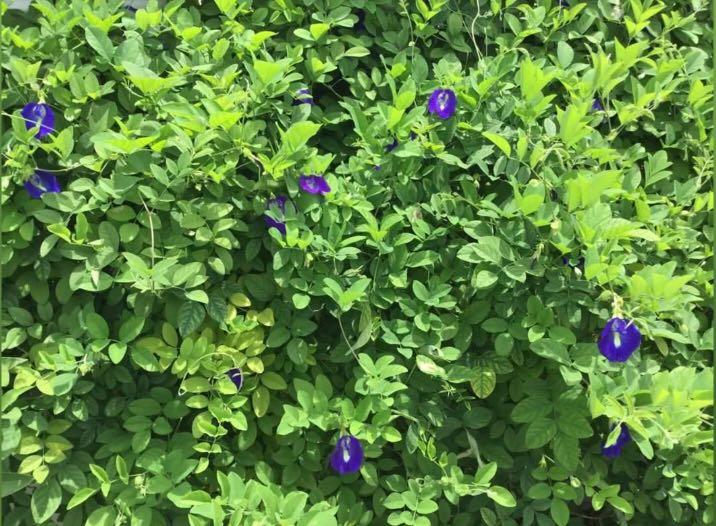 New ! Tall Homegrown Flowering Butterfly Pea Plant Potted Pesticide