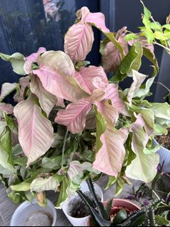 (Category: ) located in . Submitted by calathea2020 (Listing ID 1156834607, Image 1). Description: .