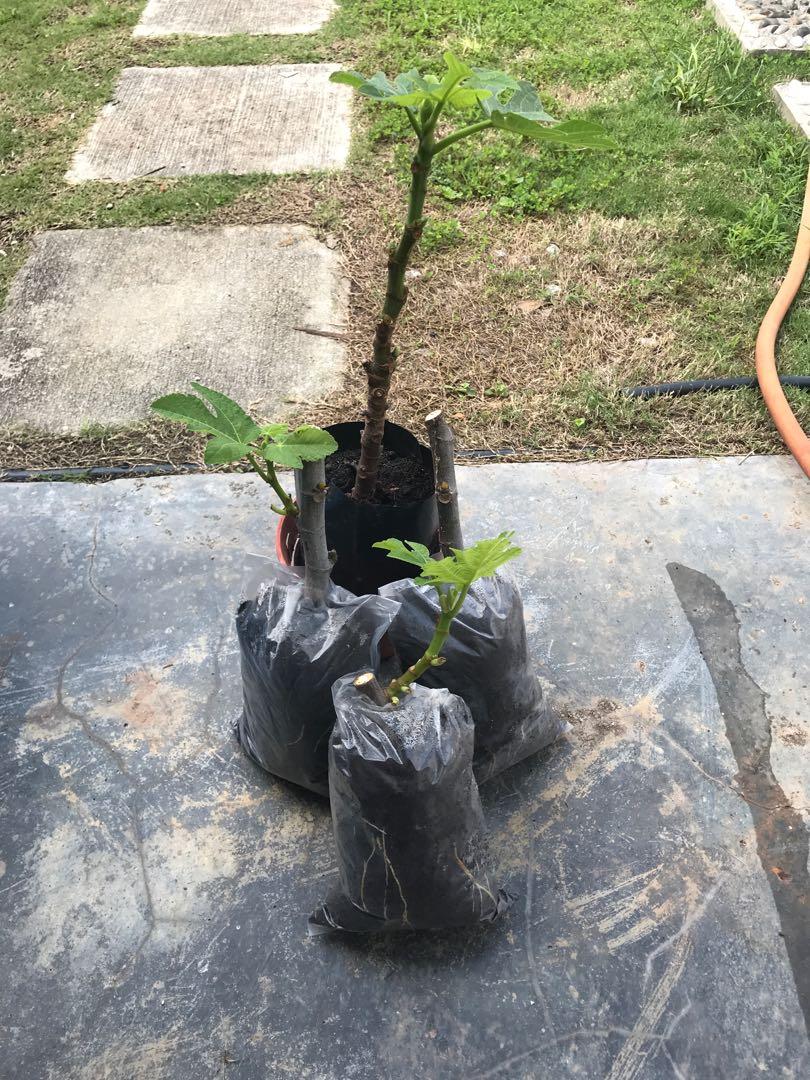 Pokok tin de la reina, Furniture & Home Living, Gardening, Gardening