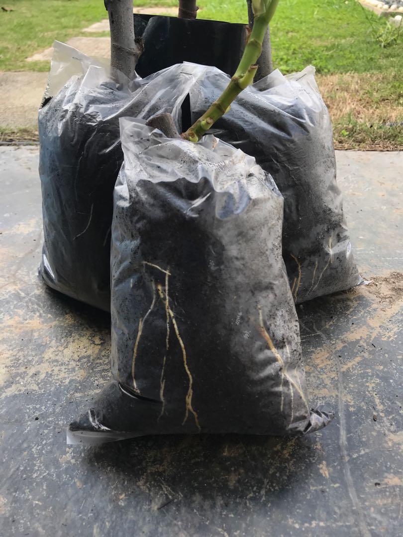 Pokok tin de la reina, Furniture & Home Living, Gardening, Gardening