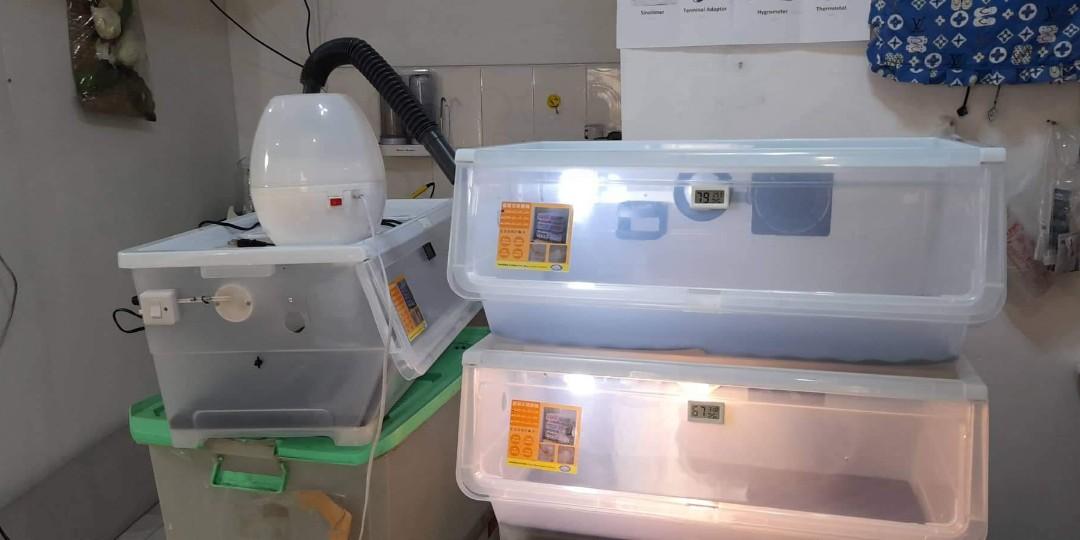 PUPPY AND KITTENS INCUBATOR, Pet Supplies, Health & Grooming on Carousell