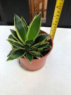 （分類：）位於 。 由 purewolf.8b0ad2 提交（商品編號 1175630252，圖片 1）。簡介： 。