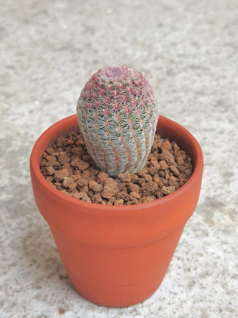 紅太陽紫太陽仙人球 傢俬 家居 園藝 植物及種子 Carousell