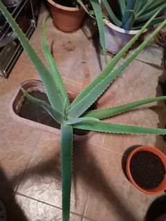 (Category: ) located in . Submitted by ckngck (Listing ID 1175794546, Image 1). Description: .