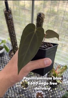 (Category: ) located in . Submitted by foliageoverdose (Listing ID 1175716262, Image 1). Description: .