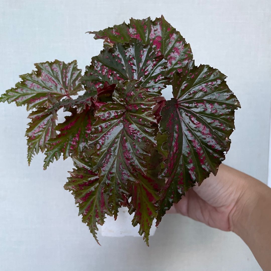 Begonia Serratipetala, Furniture & Home Living, Gardening, Plants ...