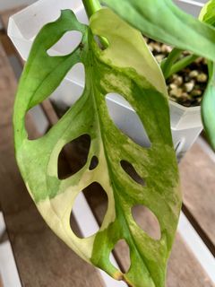 (Category: ) located in . Submitted by justgrowit (Listing ID 1175732464, Image 1). Description: .