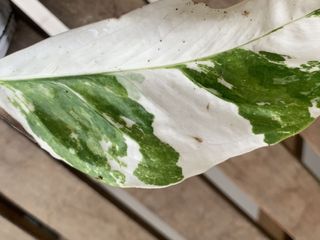 (Category: ) located in . Submitted by justgrowit (Listing ID 1175762645, Image 1). Description: .