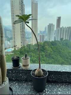 （分類：）位於 。 由 onemanstrash2 提交（商品編號 1175650683，圖片 1）。簡介： 。