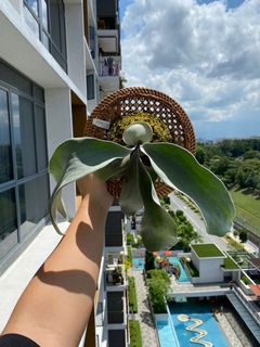 (Category: ) located in . Submitted by nedaung (Listing ID 1175802698, Image 1). Description: .