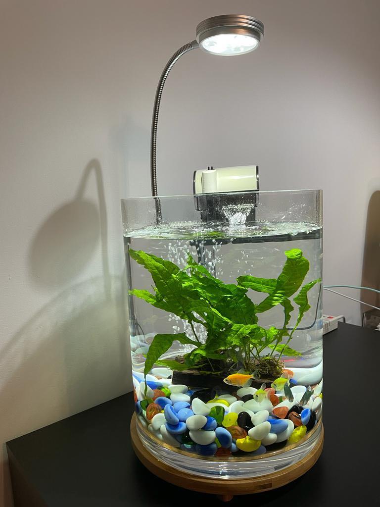 Tabletop aquarium 2025