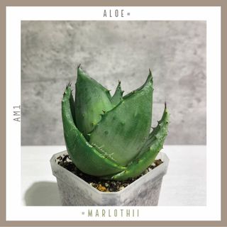 （分類：）位於 。 由 seedinglaw946 提交（商品編號 1170531540，圖片 1）。簡介： 。