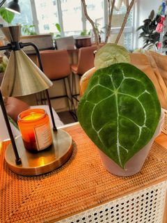 （分類：）位於 。 由 chill.plants 提交（商品編號 1170638987，圖片 1）。簡介： 。
