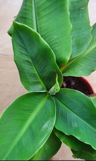 (Category: ) located in . Submitted by planter17 (Listing ID 1170489088, Image 1). Description: .