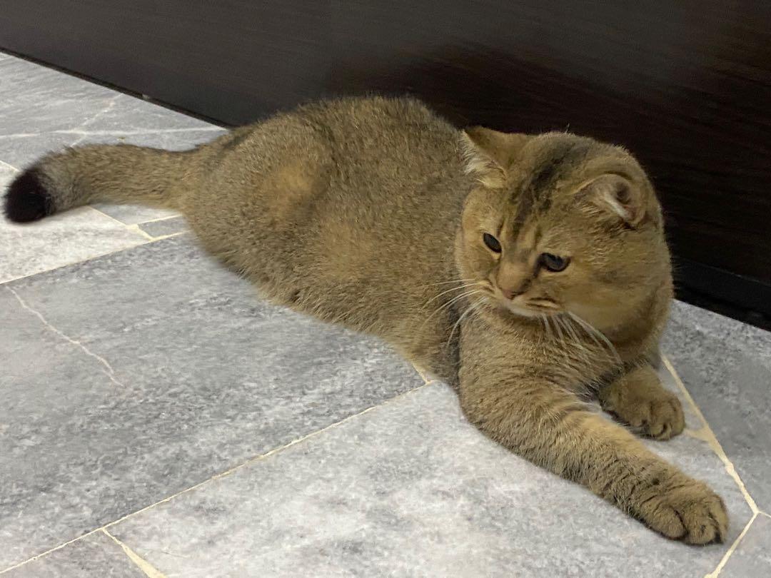 British shorthair hot sale ny 25