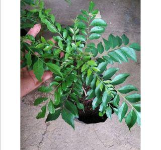 Curry tree tropical spices asian culinary herb seedlings