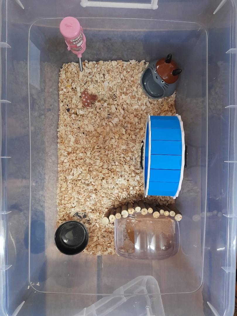 Diy sangkar hamster store