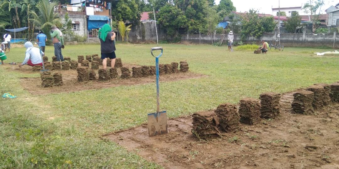 Frog Grass, Blue Grass, carabao grass, Furniture & Home Living ...