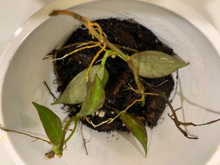 (Category: ) located in . Submitted by treasuret (Listing ID 1170614600, Image 1). Description: .