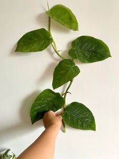 （分類：）位於 。 由 echan_123 提交（商品編號 1170488779，圖片 1）。簡介： 。