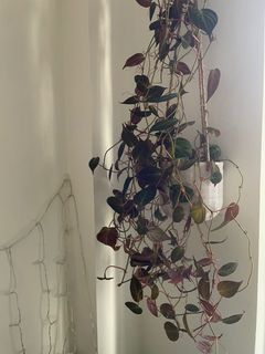 （分類：）位於 。 由 kath_dragon 提交（商品編號 1170631719，圖片 1）。簡介： 。